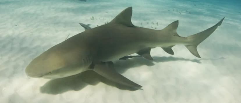 Lemon Shark