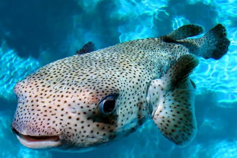 Porcupine Pufferfish