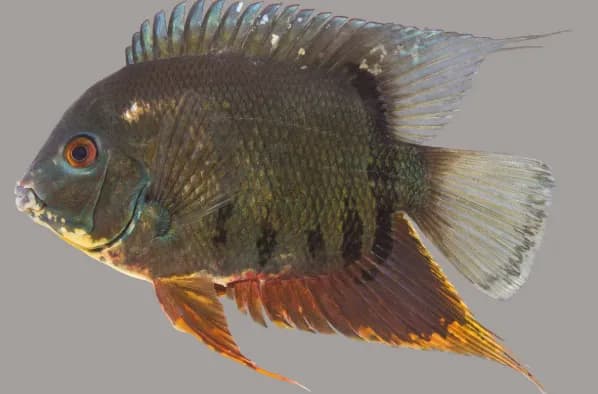 Banded Cichlid