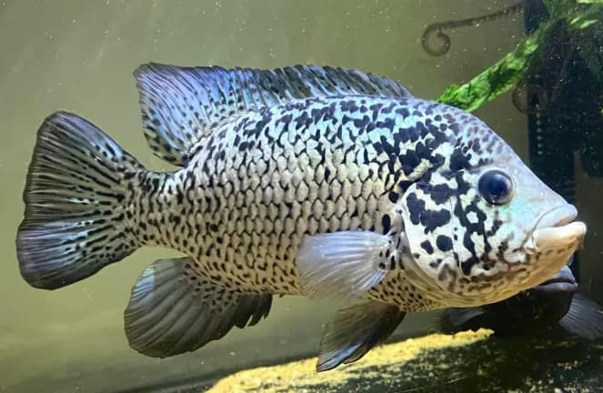 Cuban Cichlid