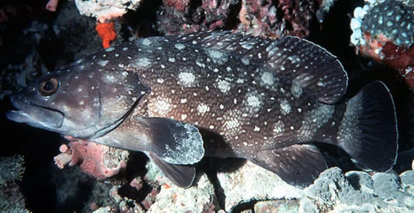 White-Spotted Grouper