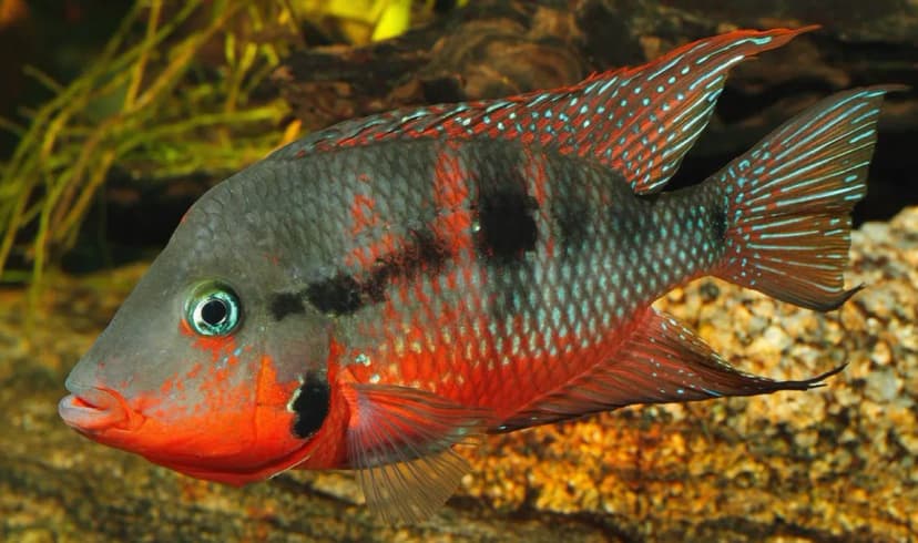 Firemouth Cichlid