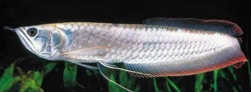 Silver Arowana