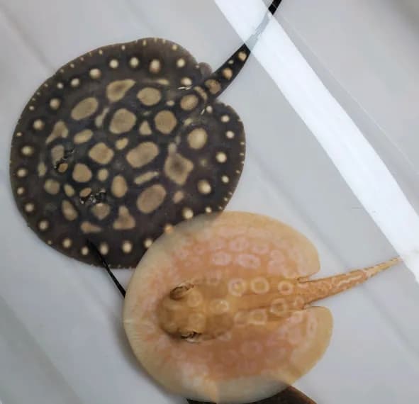 Albino Pearl Stingray