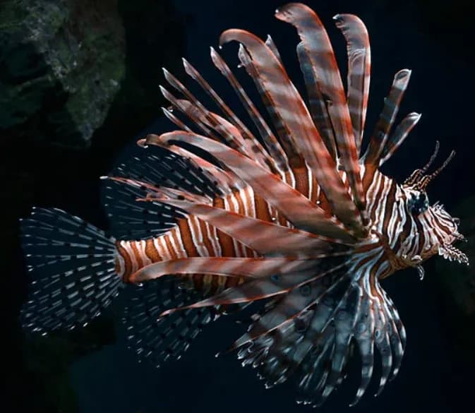 Lionfish