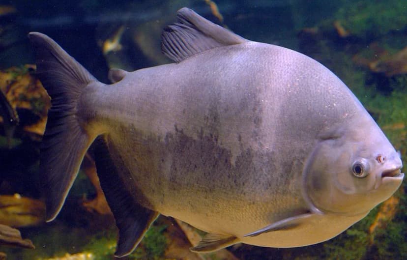 Black Pacu