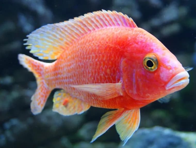 Fire Fish Dragon Blood Cichlid