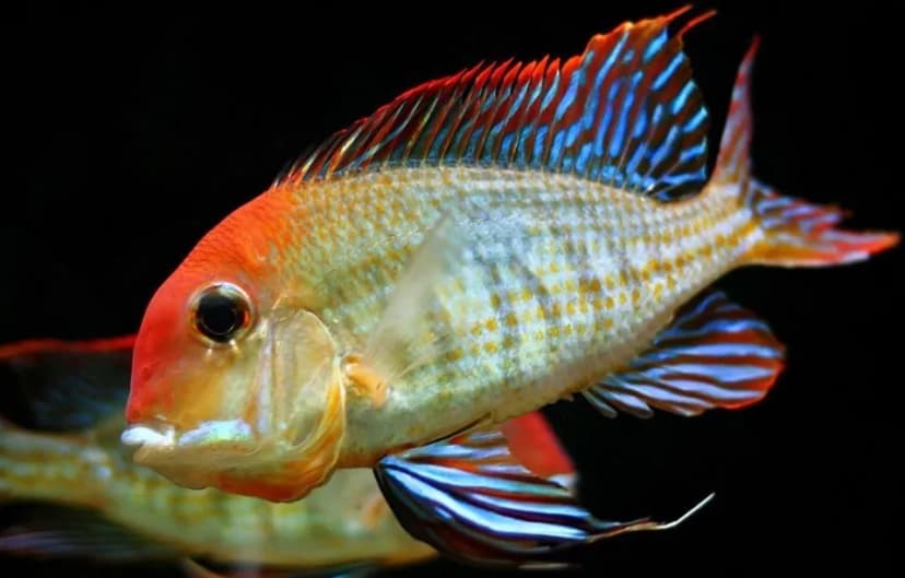 Geophagus Red Head Tapajos
