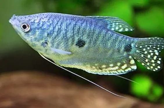 Juvenile Giant Gourami