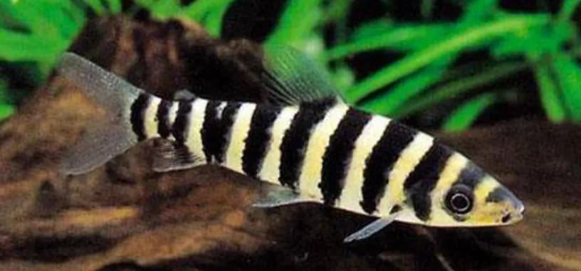 Black Banded Leporinus