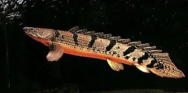 Saddled Bichir
