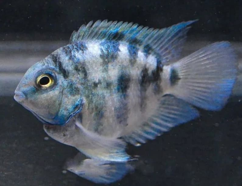 Polar Blue Parrot Cichlid