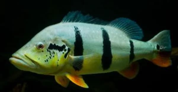 Speckled Peacock Bass