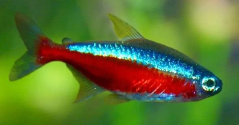 Cardinal Tetra