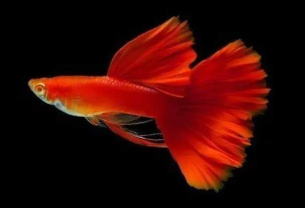 Albino Full Red Guppy Fish