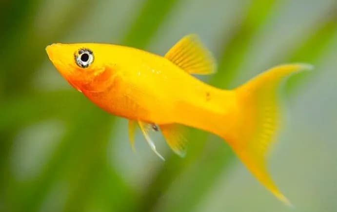Molly Fish