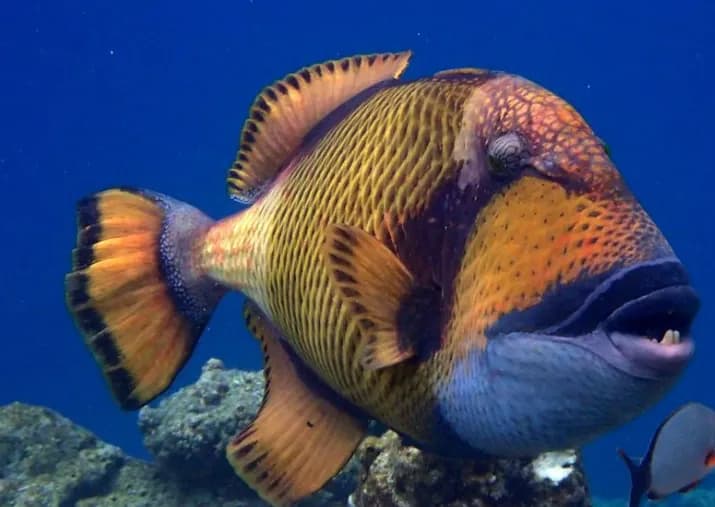 Titan Triggerfish