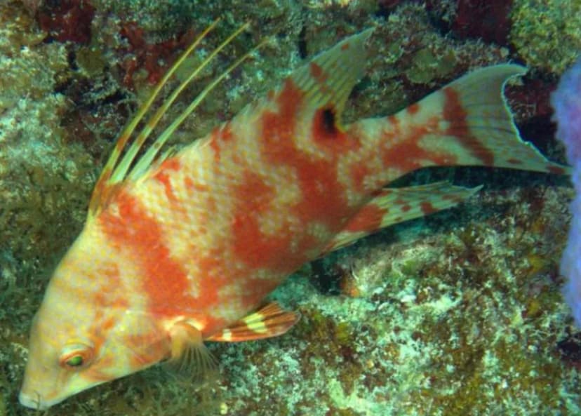 Juvenile Hogfish