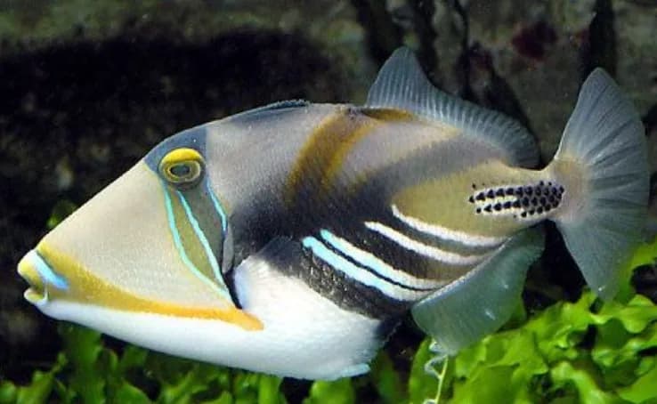 Wedgetail Triggerfish