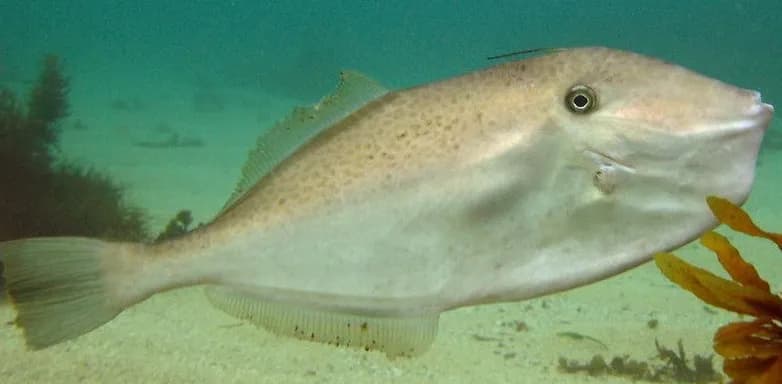 Unicorn Leatherjacket