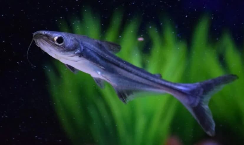 Juvenile Iridescent Shark