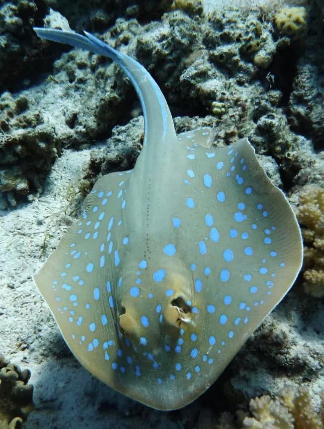 Stingray