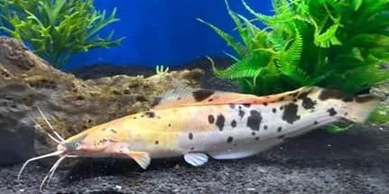 Marble Clarias Catfish