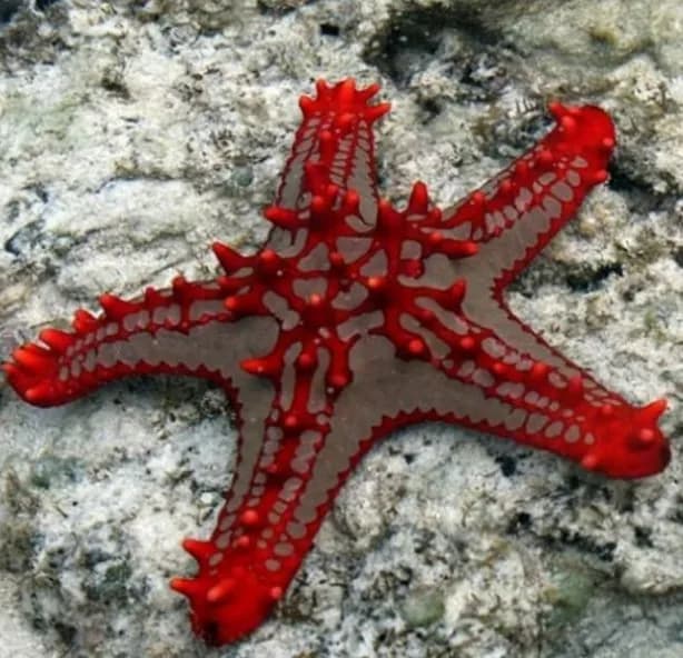 Starfish