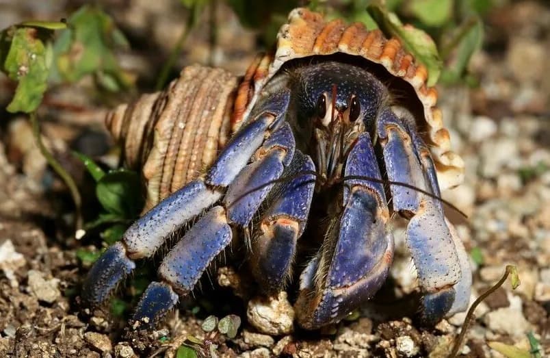 Hermit Crab