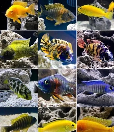 Malawi Cichlid`