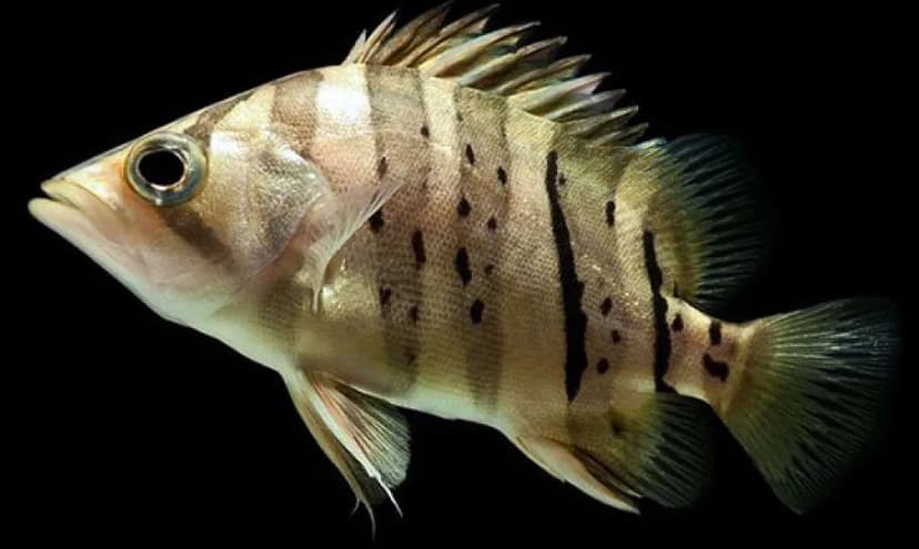 Indonesian Tiger Fish