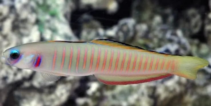 Zebra Dartgoby