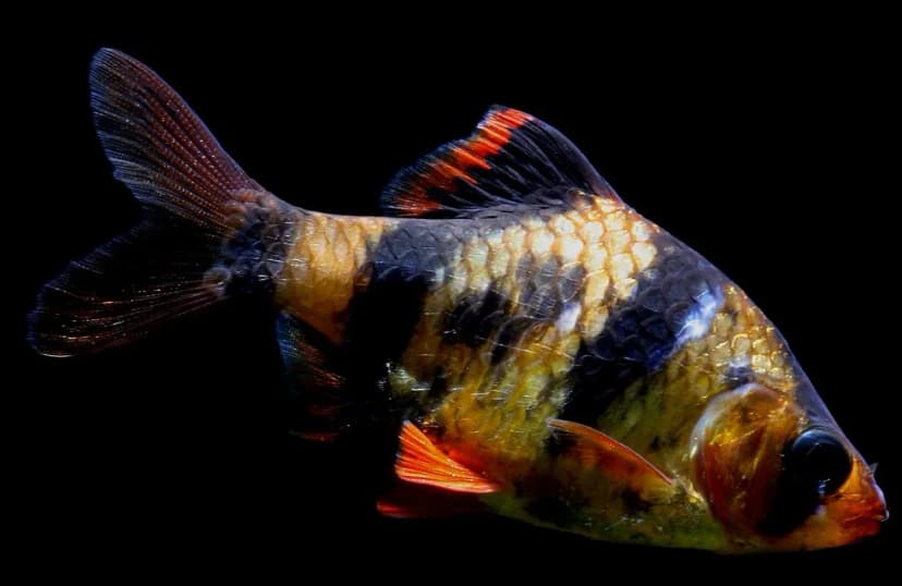 Tiger Barb