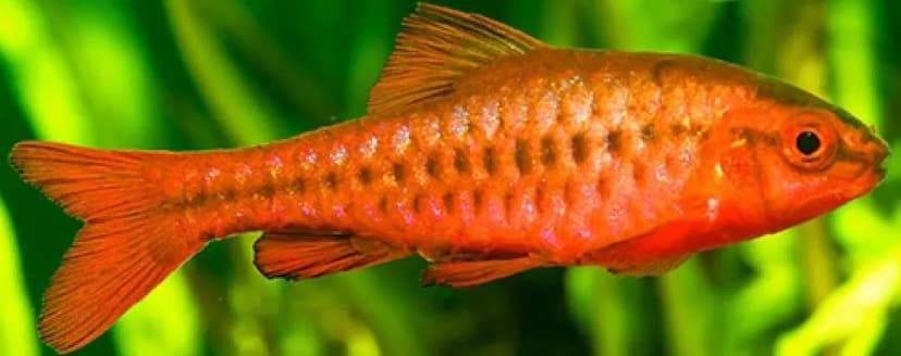 Cherry Barb