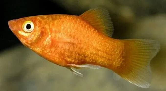 Orange Platy