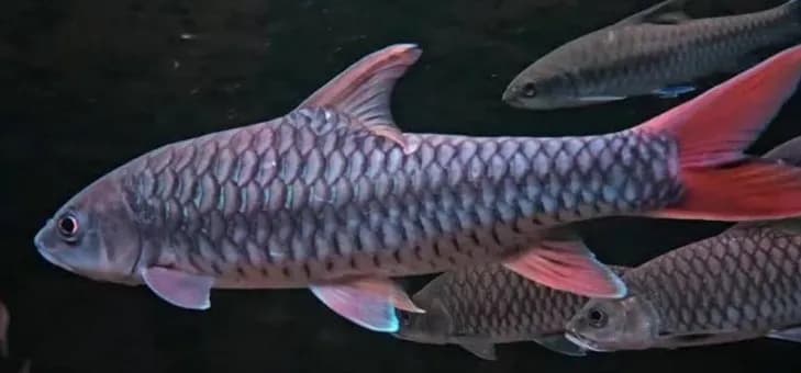 Red Mahseer