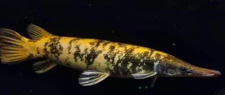 Marbled Alligator Gar