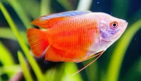 Red Lily Gourami