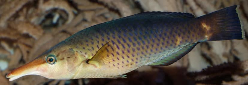Birdnose Wrasse
