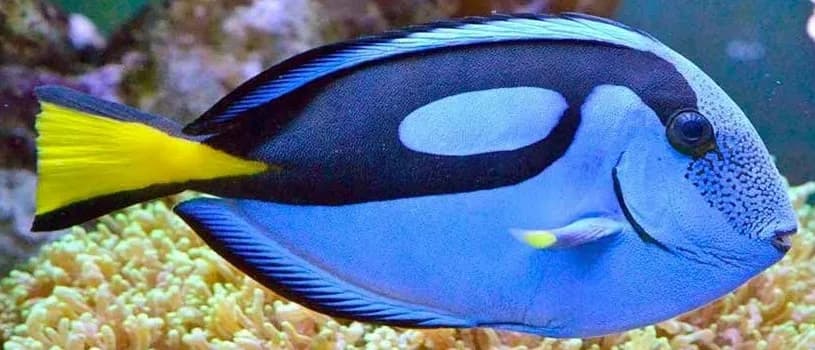 Palette Surgeonfish