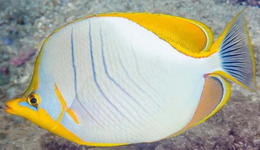 Yellowhead Butterflyfish