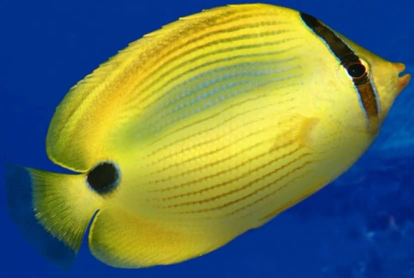 Blue‑blotch Butterflyfish