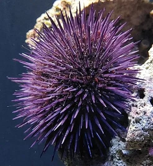 Sea Urchin