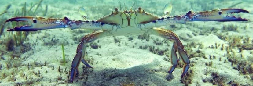 Blue Swimmer Crab