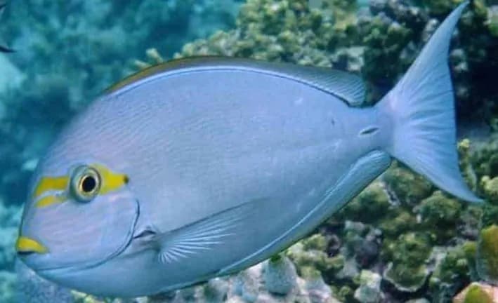 Mata Tang Fish
