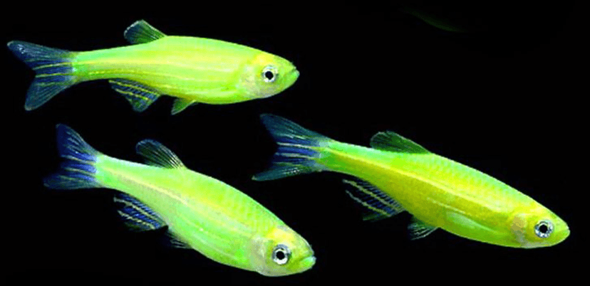 Zebra Danio