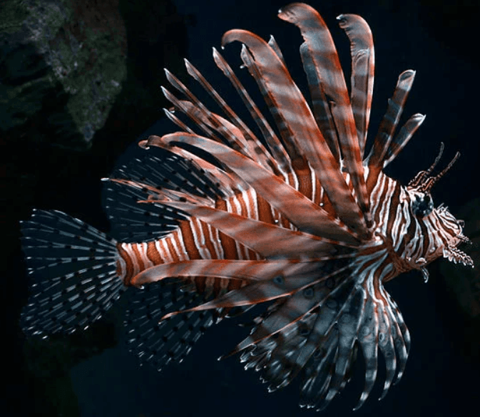 Lionfish – Appearance, Habitat, Venom & Care