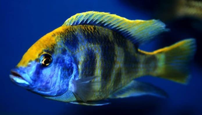 Giraffe Cichlid