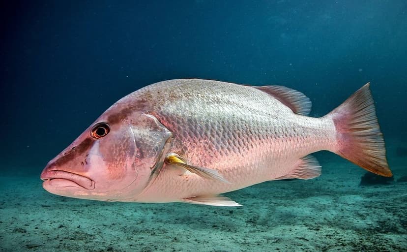 Snappers