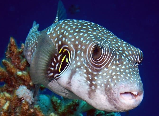 Pufferfish